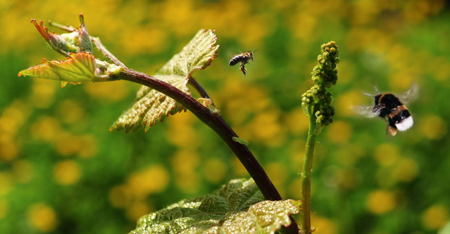 Grapevault Wines